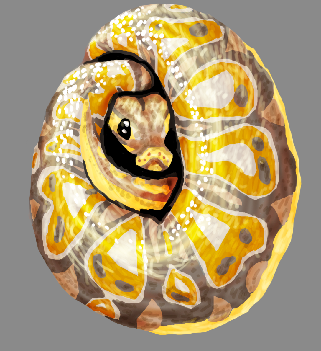 Ball Python