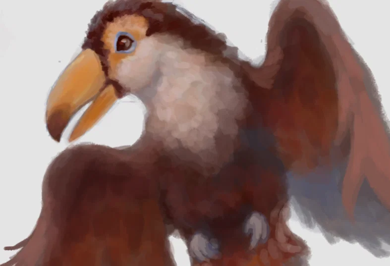 ⋆˙⟡ toucan˚˖𓍢ִ໋❀