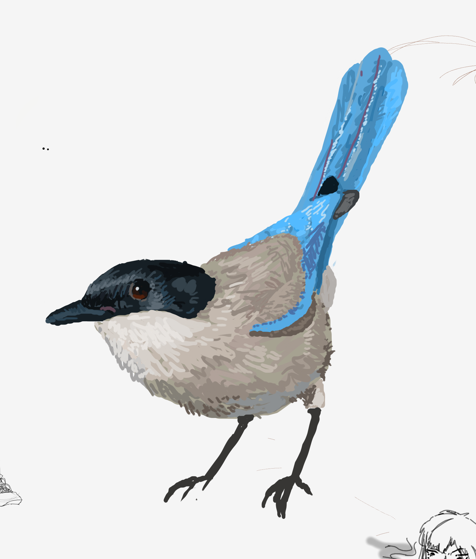 birb