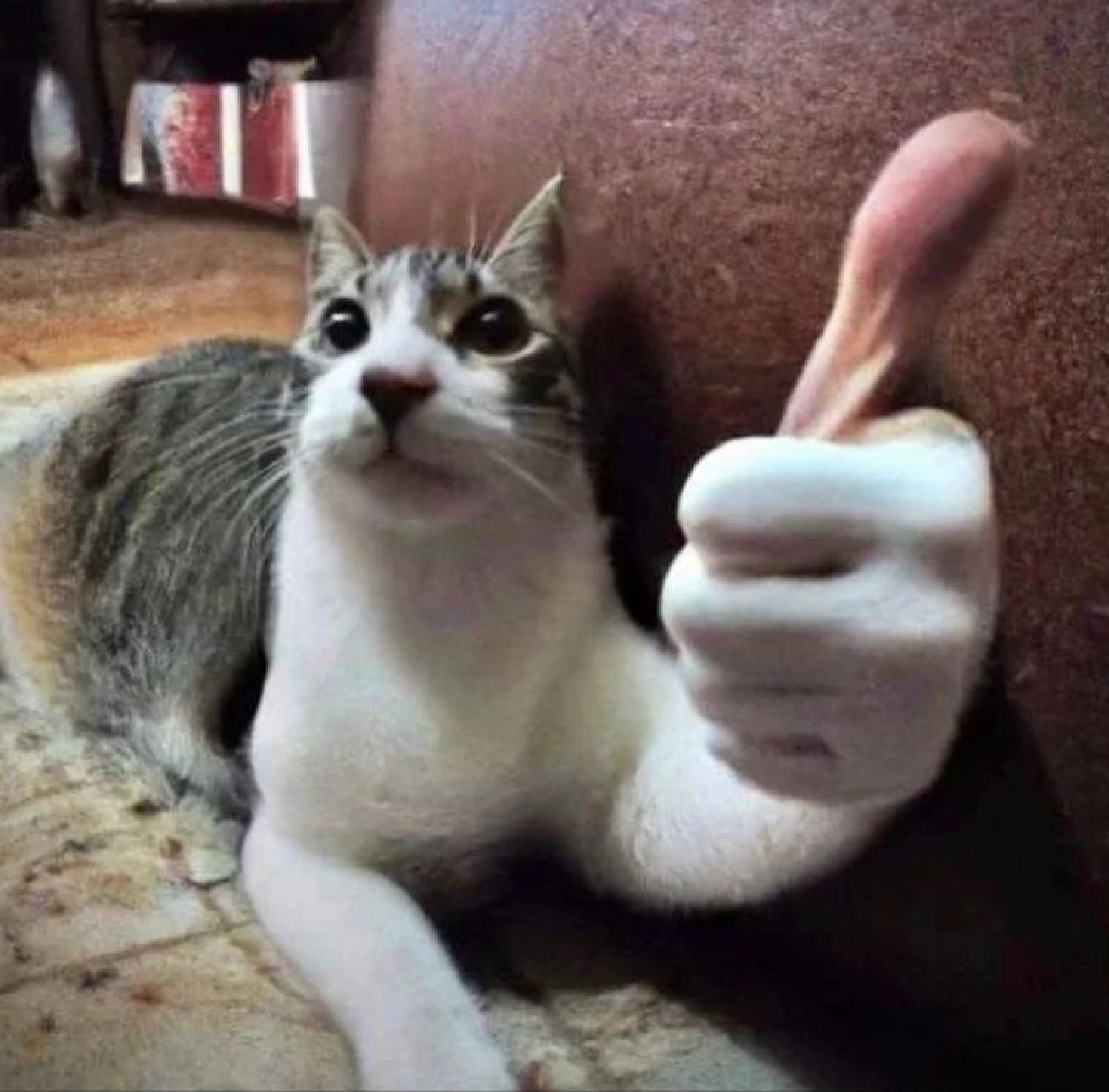 sal