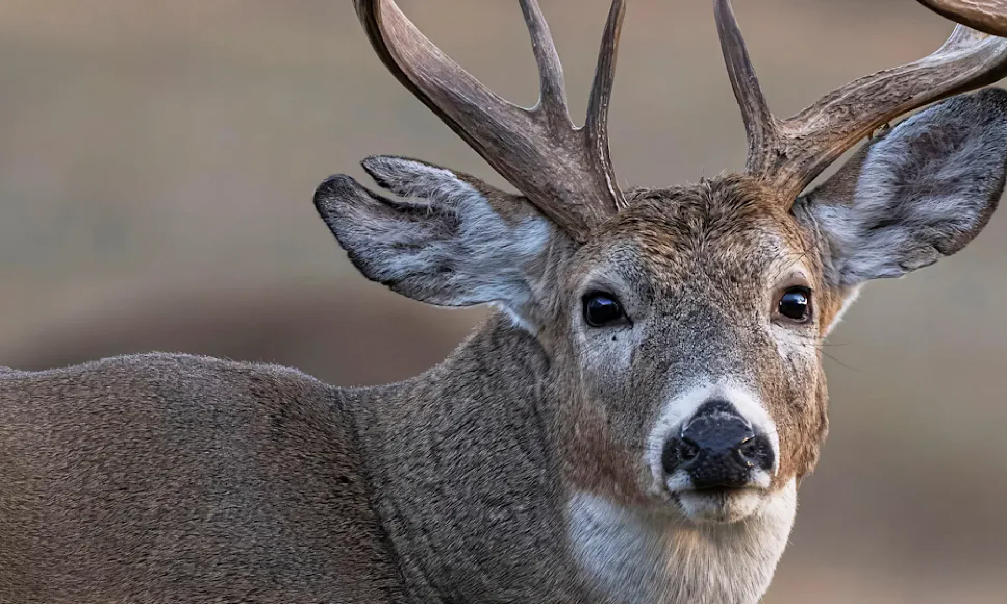 DaDumbestDeer