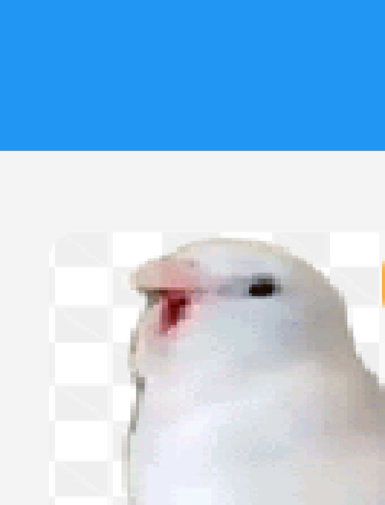BUDGIES!