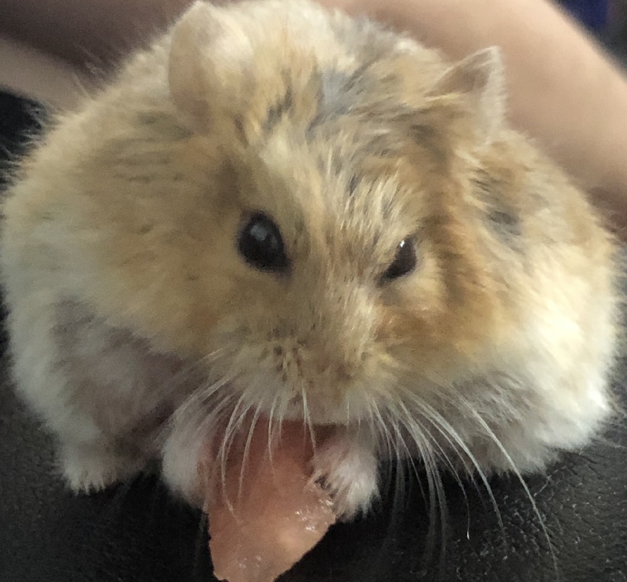 squeak